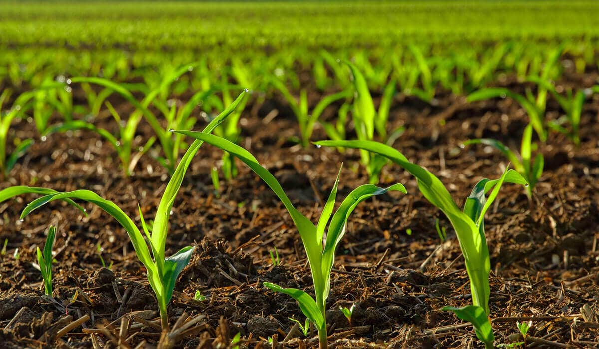 A field of sprouting plants