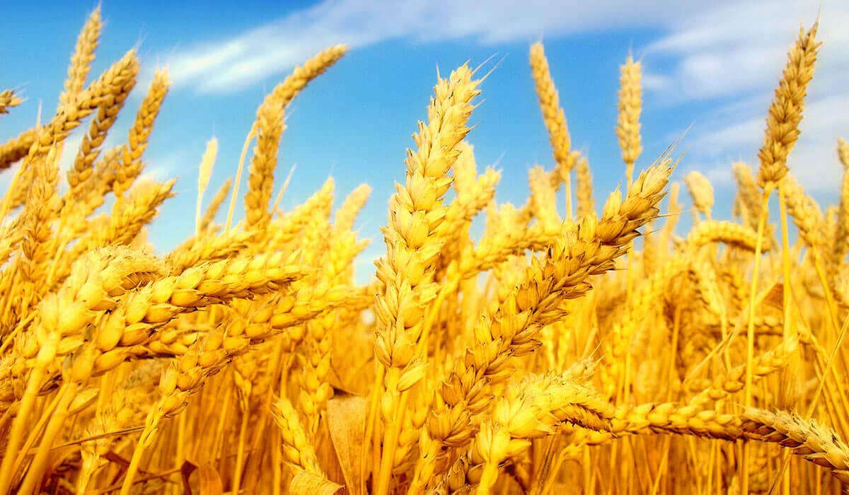 A field full of lovely grain