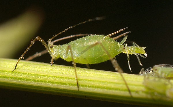 Am aphid