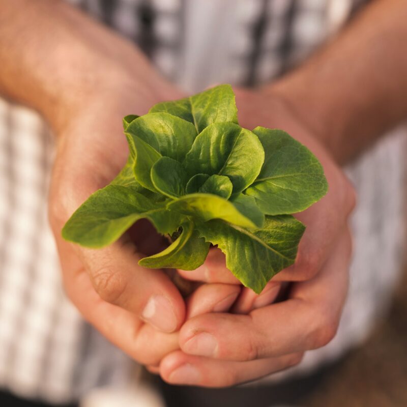 Gardener showing green lettuce sprout