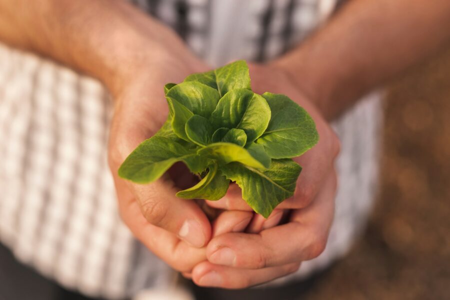 Gardener showing green lettuce sprout