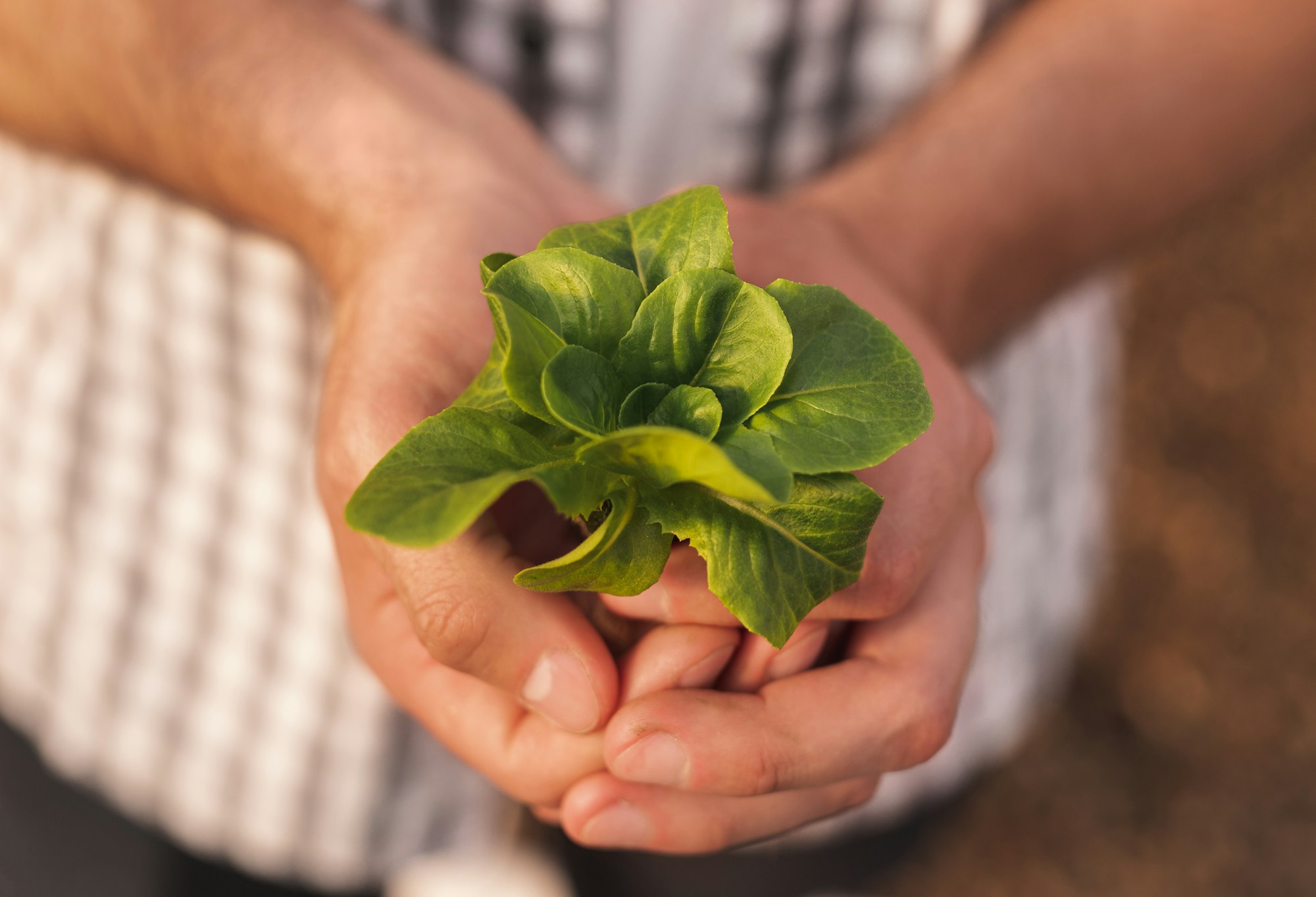 SEEDWAY HIRES BRAD SMITH TO LEAD OLDS GARDEN SEED BRAND