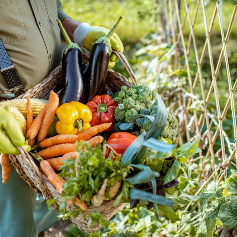 Holding basket with vegetables
