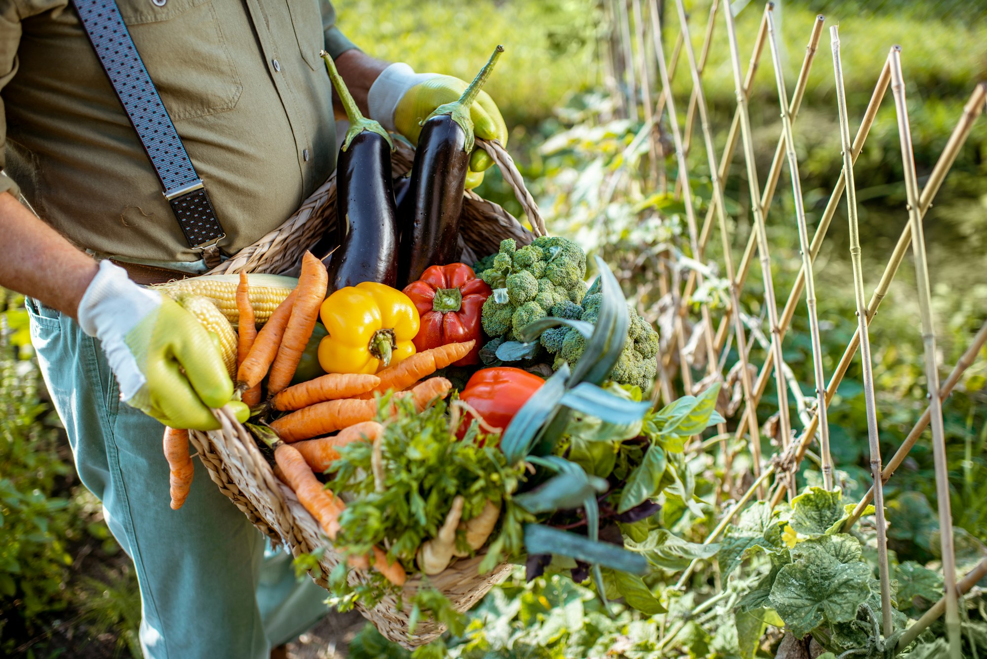 SEEDWAY HIRES JOE ALLEGRANZA TO VEGETABLE SEED SALES DIVISION